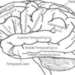 Brain training