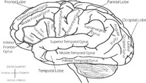 Brain training