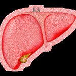 Liver and gallbladder