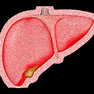 Liver and gallbladder 