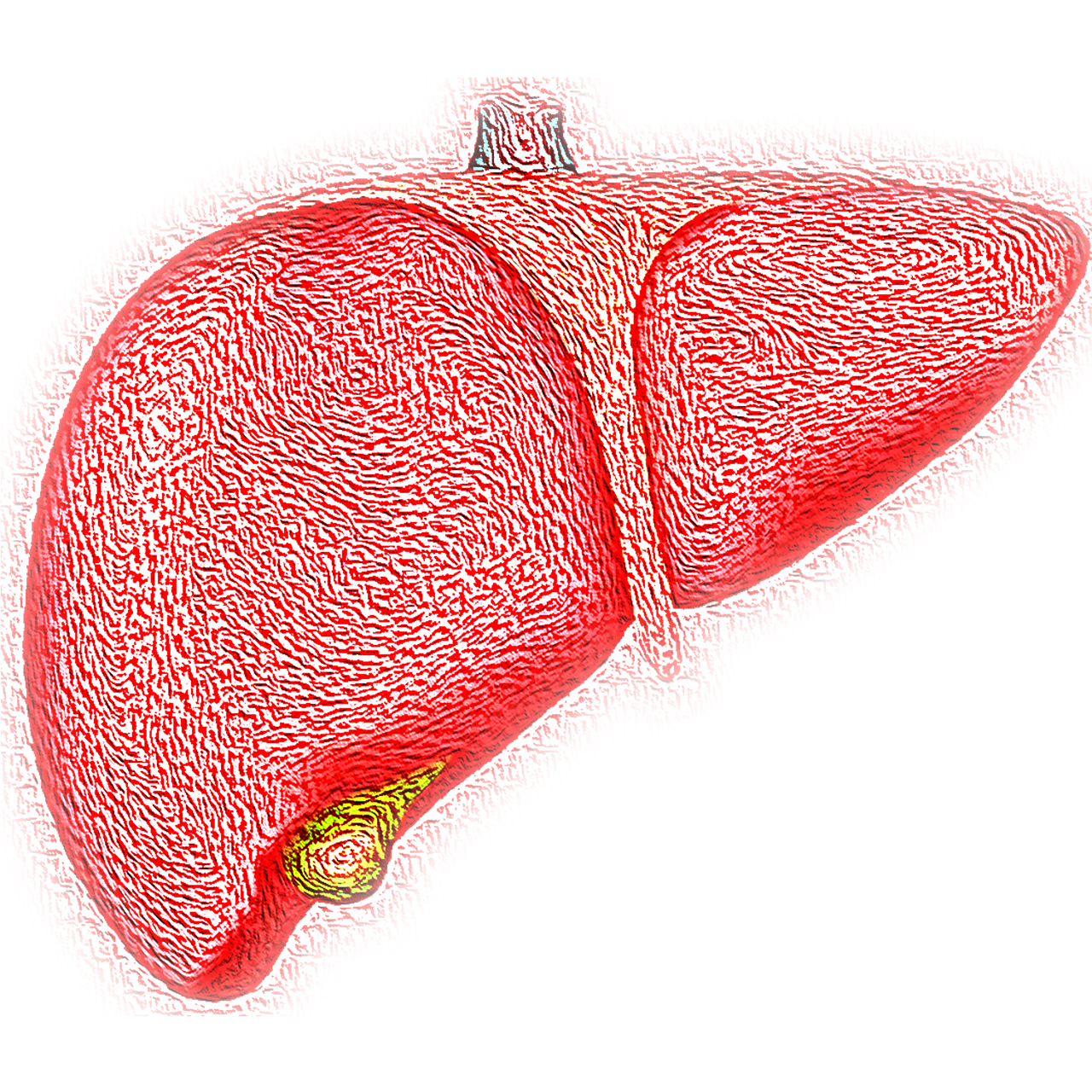 Liver and gallbladder